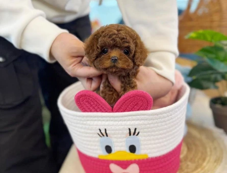 ✨ Toy Poodle Yavrularımız Geldi | Özel Renk & Kaliteli Yavrular - 8626
