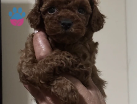 EN ÖZEL VE EN GÜZEL POODLE YAVRULARIMIZ - 8631