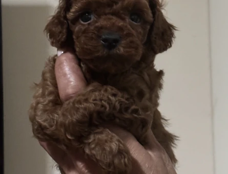 EN ÖZEL VE EN GÜZEL POODLE YAVRULARIMIZ - 8631