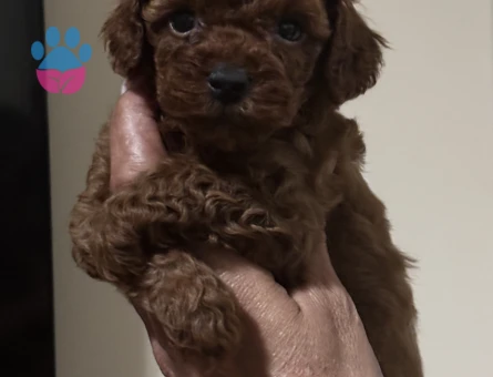EN ÖZEL VE EN GÜZEL POODLE YAVRULARIMIZ - 8631 - Görsel 3