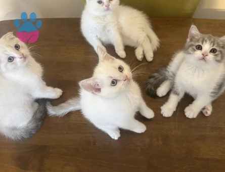 Güzeller güzeli bebekler - 8633 - Görsel 3