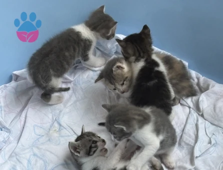 1 aylık yavru kedi - 8634