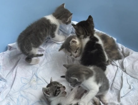 1 aylık yavru kedi - 8634