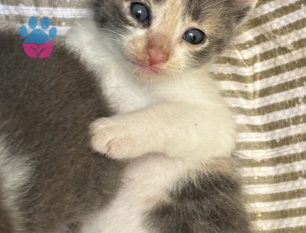 1 aylık yavru kedi - 8634 - Görsel 3