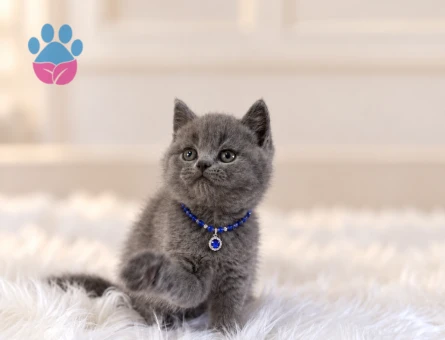 2 Aylık Gri British Shorthair Yuva Arıyor - 8635