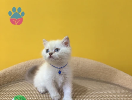 Blue point British Shorthair Yavrumuz 2 Aylık - 8638