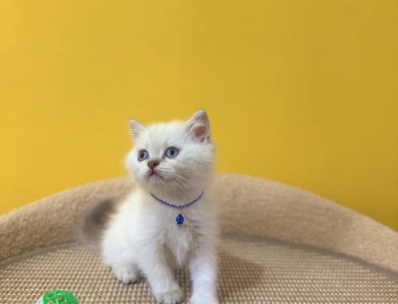 Blue point British Shorthair Yavrumuz 2 Aylık - 8638