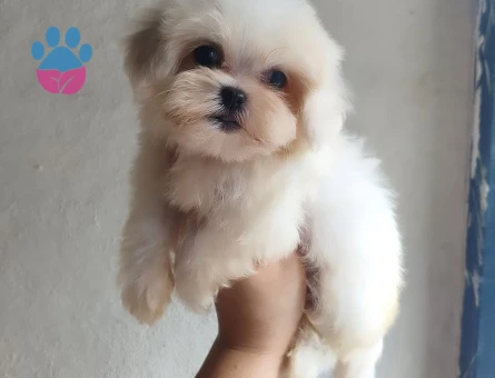 Teacup Kore Maltese " yanlızca Adana içi" - 8639