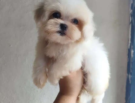 Teacup Kore Maltese " yanlızca Adana içi" - 8639