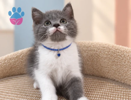 Eşsiz Renkleriyle British Shorthair Bicolor Erkek Yavrumuz - 8640