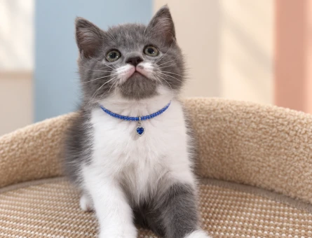 Eşsiz Renkleriyle British Shorthair Bicolor Erkek Yavrumuz - 8640