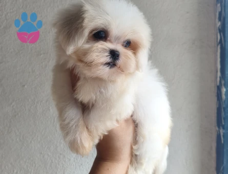 Teacup Kore Maltese " yanlızca Adana içi" - 8639 - Görsel 3