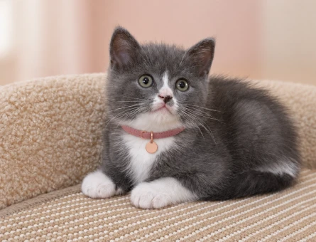 Zarif Güzelliğiyle British Shorthair Lilac Bicolor - 8641