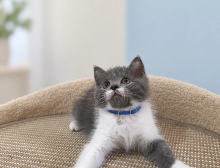 British Shorthair Maskeli Erkek Yavrumuz - 8642