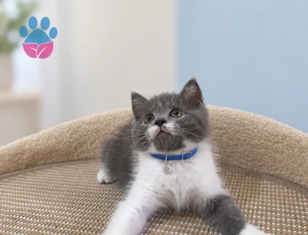 British Shorthair Maskeli Erkek Yavrumuz - 8642 - Görsel 3