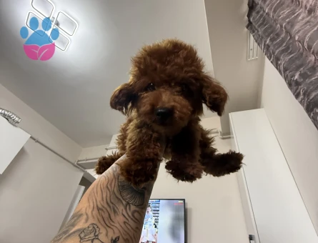 toy poodle 3kg - 8643 - Görsel 3