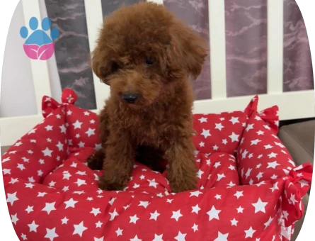 toy poodle 3kg - 8643