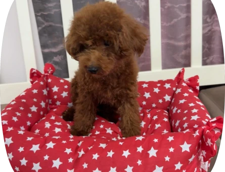 toy poodle 3kg - 8643