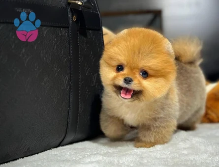 Pomeranian Boo Yavrular | Irk & Sağlık Garantili Sözleşmeli Teslim - 8644 - Görsel 3