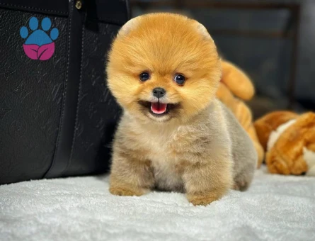 Pomeranian Boo Yavrular | Irk & Sağlık Garantili Sözleşmeli Teslim - 8644