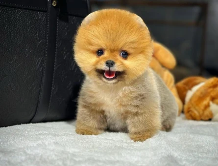 Pomeranian Boo Yavrular | Irk & Sağlık Garantili Sözleşmeli Teslim - 8644