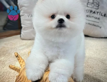 Teddy Face Pomeranian Yavrular | Güvenli ve Garantili Sahiplendirme - 8645