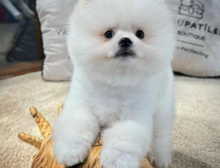 Teddy Face Pomeranian Yavrular | Güvenli ve Garantili Sahiplendirme - 8645