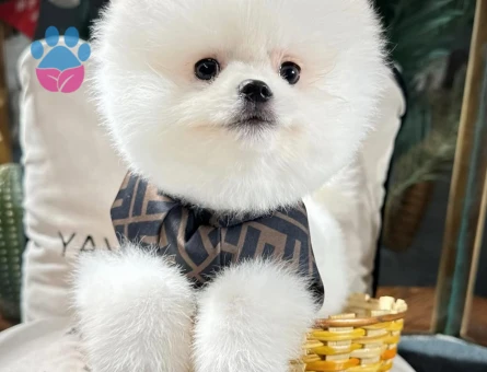 Teddy Face Pomeranian Yavrular | Güvenli ve Garantili Sahiplendirme - 8645 - Görsel 3