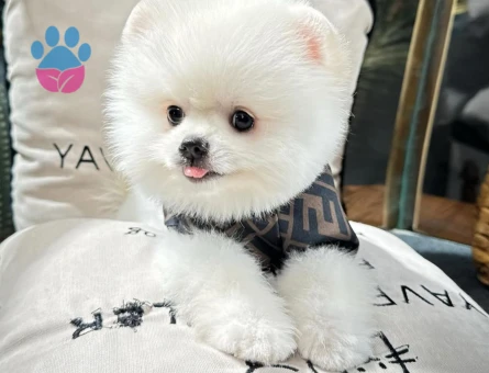 Teddy Face Pomeranian Yavrular | Güvenli ve Garantili Sahiplendirme - 8645 - Görsel 4