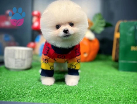 Pomeranian Yavru | Sözleşmeli, Garantili ve Güvenli Teslimat - 8647