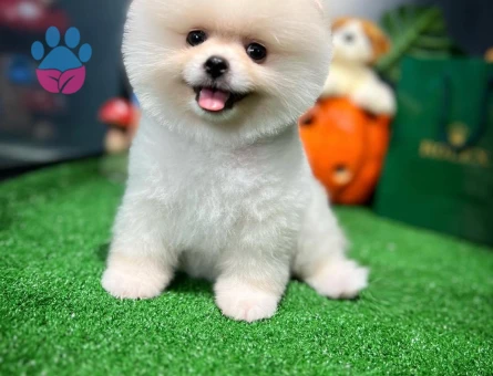 Pomeranian Yavru | Sözleşmeli, Garantili ve Güvenli Teslimat - 8647 - Görsel 4