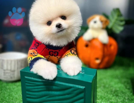 Pomeranian Yavru | Sözleşmeli, Garantili ve Güvenli Teslimat - 8647 - Görsel 3