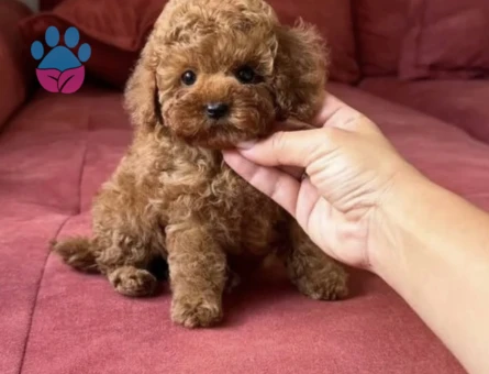 Minik Bedende Kocaman Sevgi | Poodle Yavruları - 8650 - Görsel 3