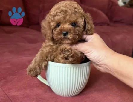 Minik Bedende Kocaman Sevgi | Poodle Yavruları - 8650