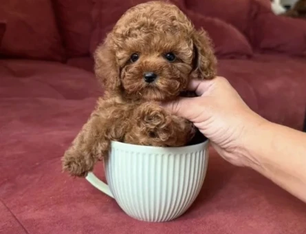 Minik Bedende Kocaman Sevgi | Poodle Yavruları - 8650