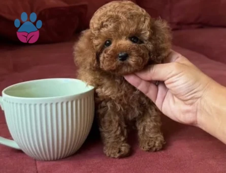 Minik Bedende Kocaman Sevgi | Poodle Yavruları - 8650 - Görsel 4