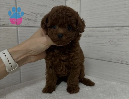 Özel Irk Poodle Yavruları | Sağlık & Irk Garantili - 8651