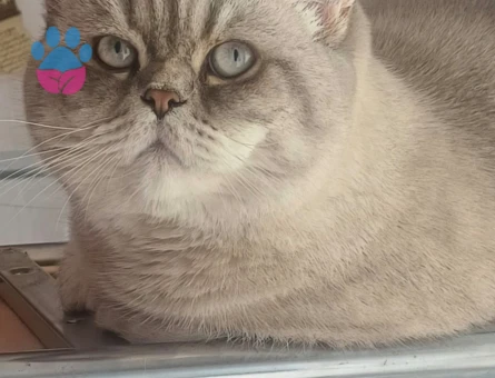 Ücretsiz kedi sahiplendirmek istiyorum - 8652