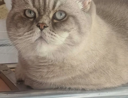 Ücretsiz kedi sahiplendirmek istiyorum - 8652