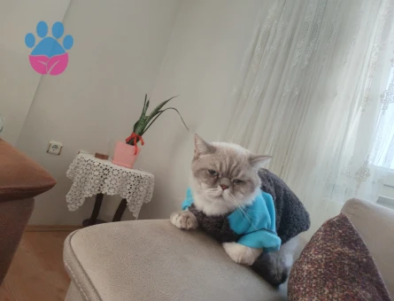 Ücretsiz kedi sahiplendirmek istiyorum - 8652 - Görsel 3