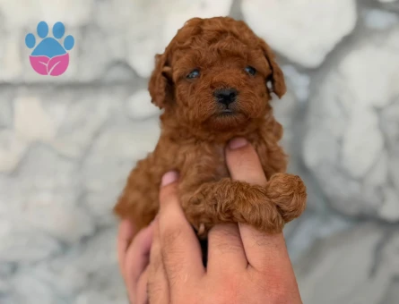 en iyi fiyat garantisi ile korea poodle yavrular burada - 8653