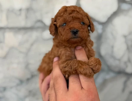 en iyi fiyat garantisi ile korea poodle yavrular burada - 8653