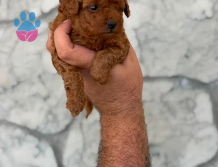 en iyi fiyat garantisi ile korea poodle yavrular burada - 8653 - Görsel 3