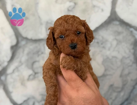 en iyi fiyat garantisi ile korea poodle yavrular burada - 8653 - Görsel 4