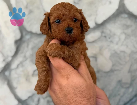 en iyi fiyat garantisi ile korea poodle yavrular burada - 8653 - Görsel 5