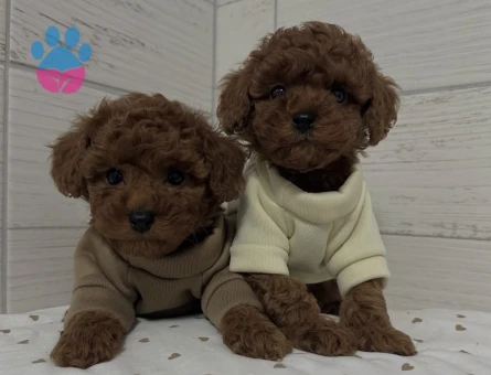 Birbirinden Güzel Sevimli Poodle Yavruları - 8654