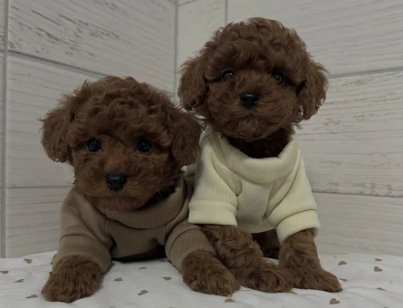 Birbirinden Güzel Sevimli Poodle Yavruları - 8654