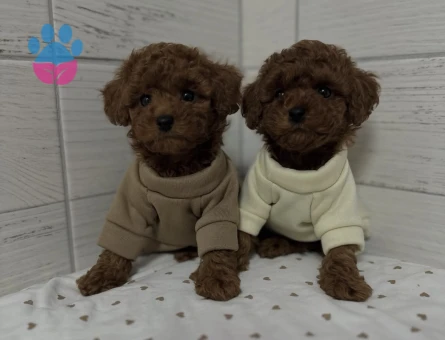Birbirinden Güzel Sevimli Poodle Yavruları - 8654 - Görsel 3