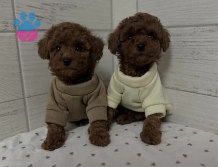 Birbirinden Güzel Sevimli Poodle Yavruları - 8654 - Görsel 4