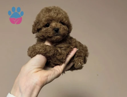 Irk Garantili Poodle Bebekler - 8656